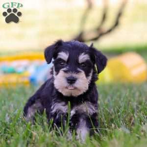 Pistachio, Miniature Schnauzer Puppy