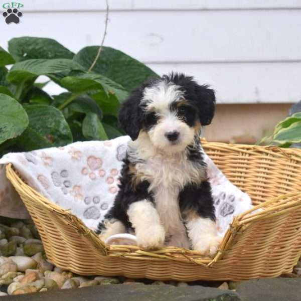 Pita, Mini Bernedoodle Puppy