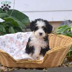Pita, Mini Bernedoodle Puppy