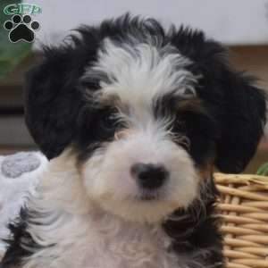 Pita, Mini Bernedoodle Puppy