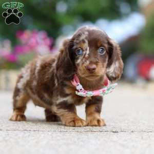 Pixel, Dachshund Puppy