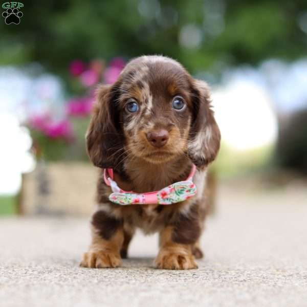 Pixel, Dachshund Puppy