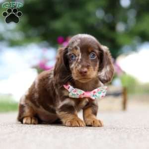Pixel, Dachshund Puppy