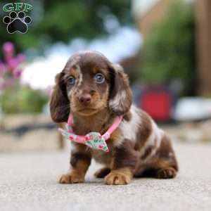 Pixel, Dachshund Puppy