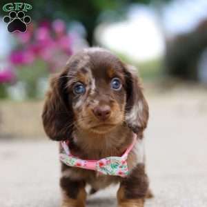 Pixel, Dachshund Puppy