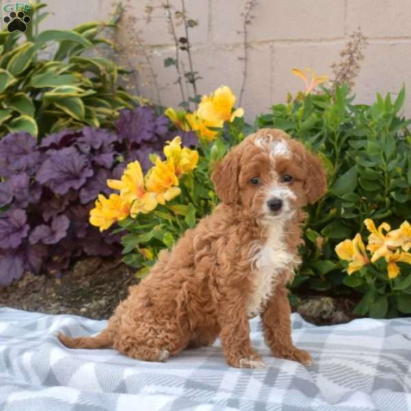 Pixie, Cavapoo Puppy