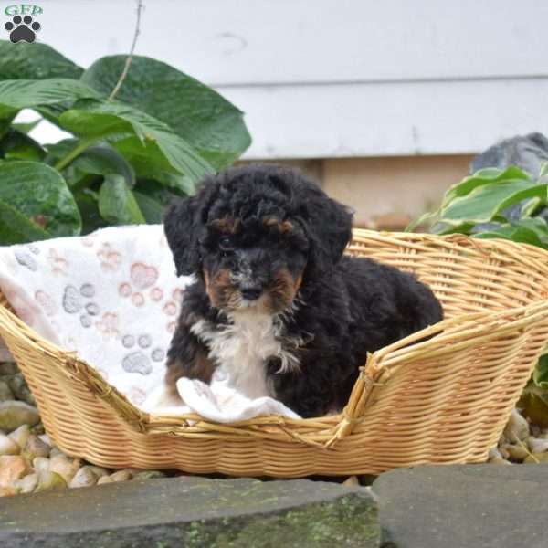 Pixie, Mini Bernedoodle Puppy