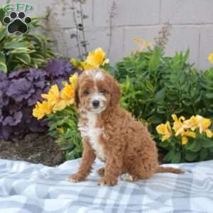 Pixie, Cavapoo Puppy