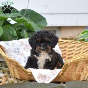 Pixie, Mini Bernedoodle Puppy