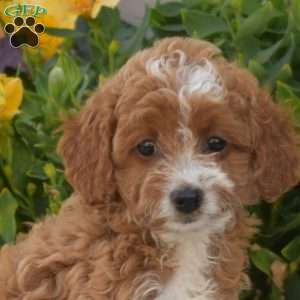Pixie, Cavapoo Puppy