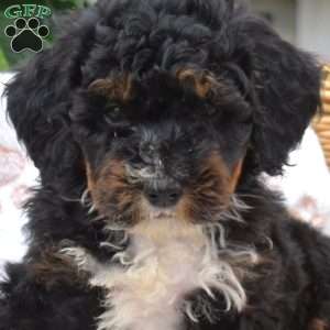 Pixie, Mini Bernedoodle Puppy