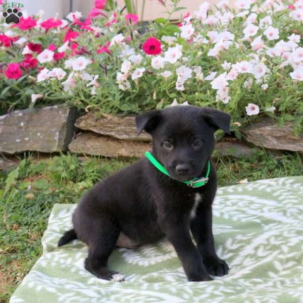 Pluto, Labrador Mix Puppy
