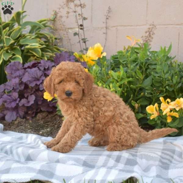 Pluto, Cavapoo Puppy