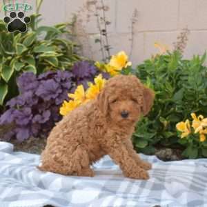 Pluto, Cavapoo Puppy