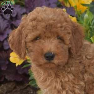 Pluto, Cavapoo Puppy