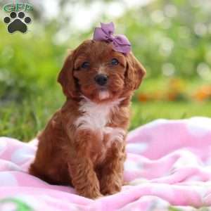 Polly, Cavapoo Puppy