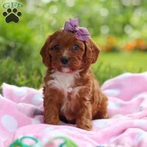 Polly, Cavapoo Puppy