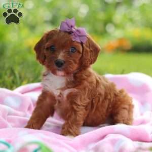 Polly, Cavapoo Puppy