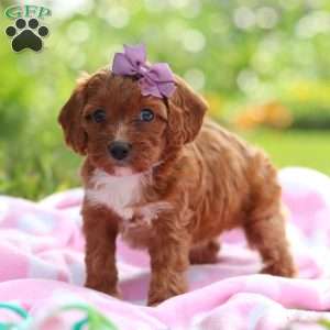 Polly, Cavapoo Puppy