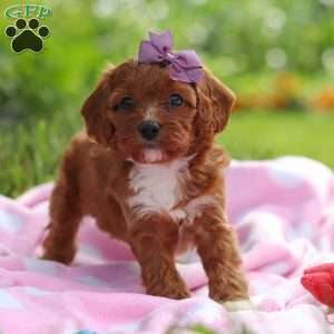 Polly, Cavapoo Puppy