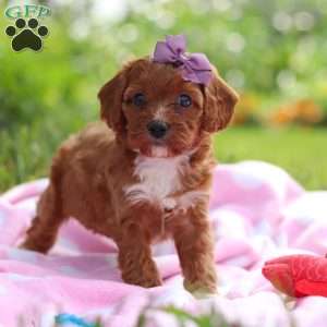 Polly, Cavapoo Puppy