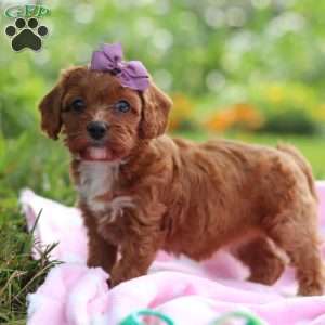 Polly, Cavapoo Puppy