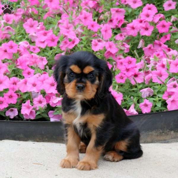 Polly, Cavalier King Charles Spaniel Puppy