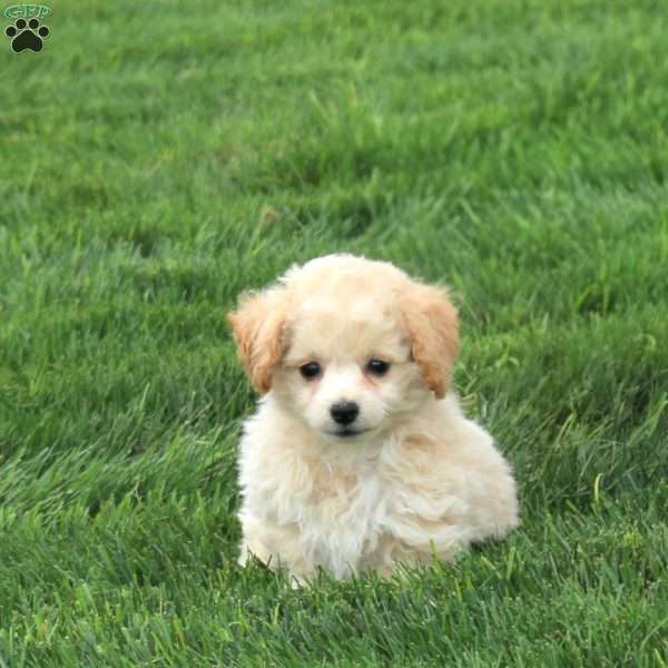 Polly, Bich-Poo Puppy