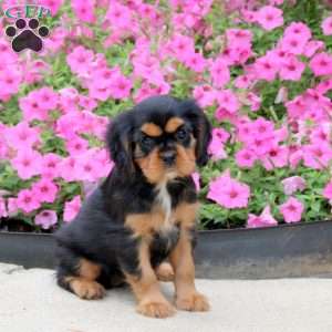 Polly, Cavalier King Charles Spaniel Puppy