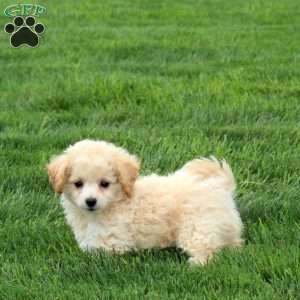 Polly, Bich-Poo Puppy