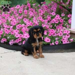 Polly, Cavalier King Charles Spaniel Puppy