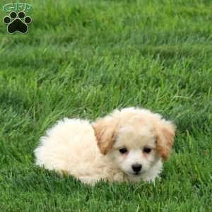 Polly, Bich-Poo Puppy