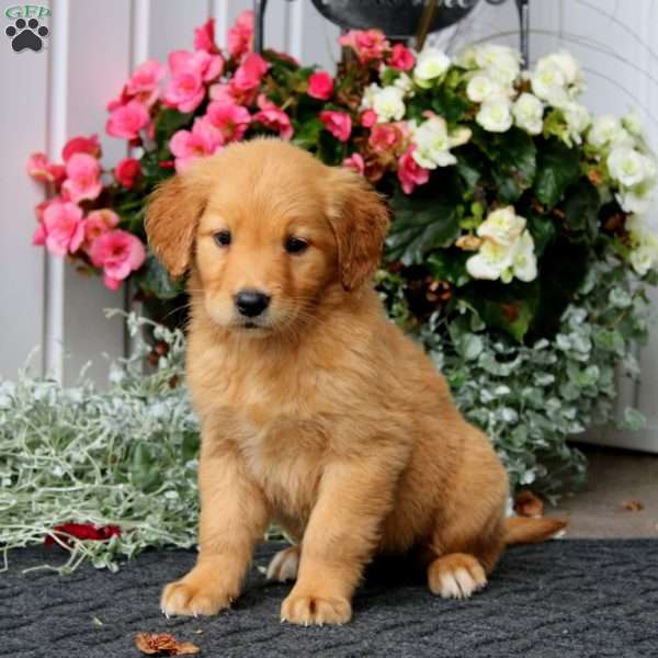 Polly, Golden Retriever Puppy