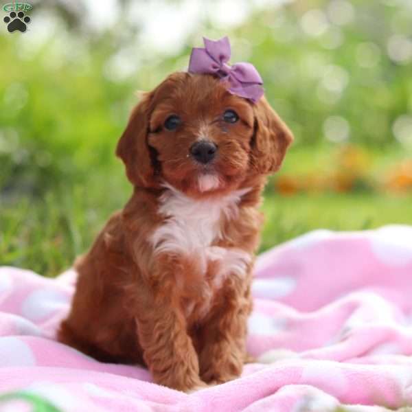 Polly, Cavapoo Puppy