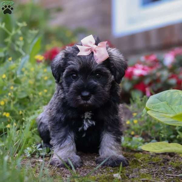 Poppy, Miniature Schnauzer Puppy
