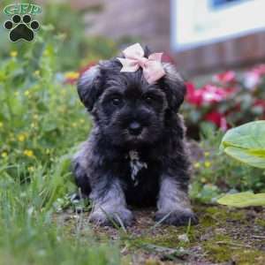 Poppy, Miniature Schnauzer Puppy