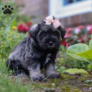 Poppy, Miniature Schnauzer Puppy