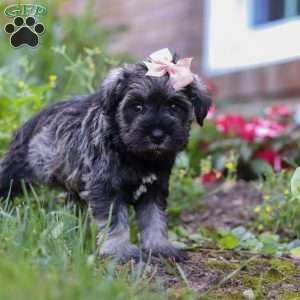 Poppy, Miniature Schnauzer Puppy