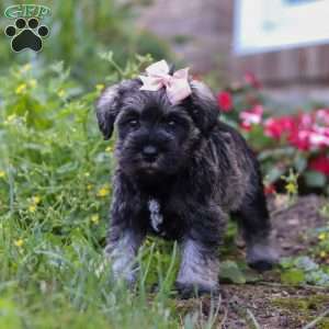 Poppy, Miniature Schnauzer Puppy