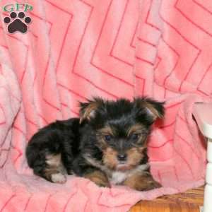 Poppy, Yorkie Puppy