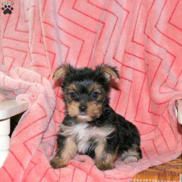 Poppy, Yorkie Puppy