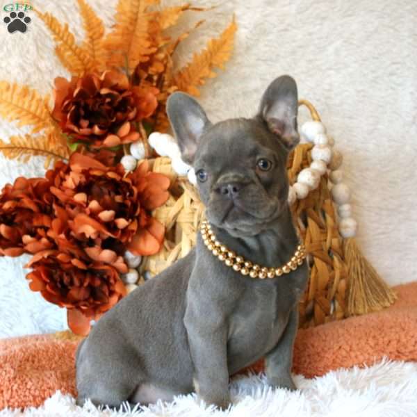 Poppy, French Bulldog Puppy
