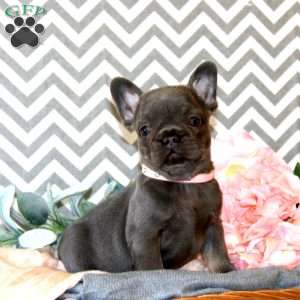 Poppy, French Bulldog Puppy