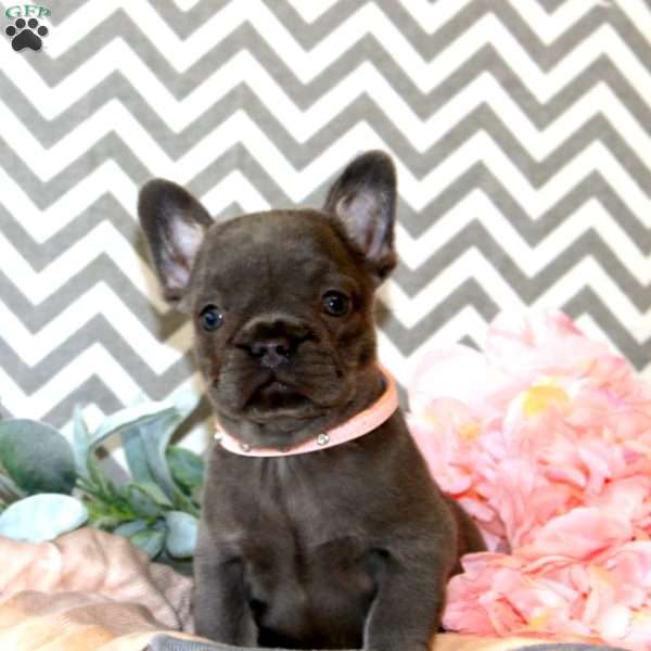 Poppy, French Bulldog Puppy