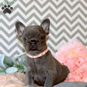 Poppy, French Bulldog Puppy