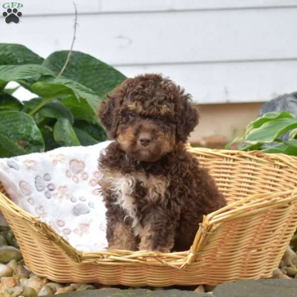 Porter, Mini Bernedoodle Puppy