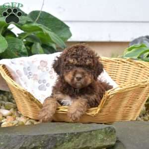 Porter, Mini Bernedoodle Puppy
