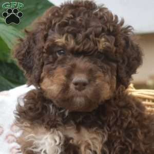 Porter, Mini Bernedoodle Puppy