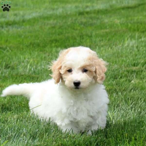 Portia, Bich-Poo Puppy