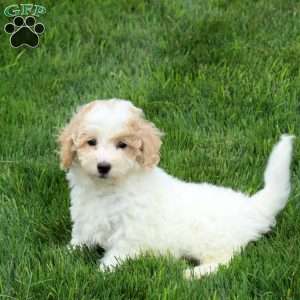 Portia, Bich-Poo Puppy